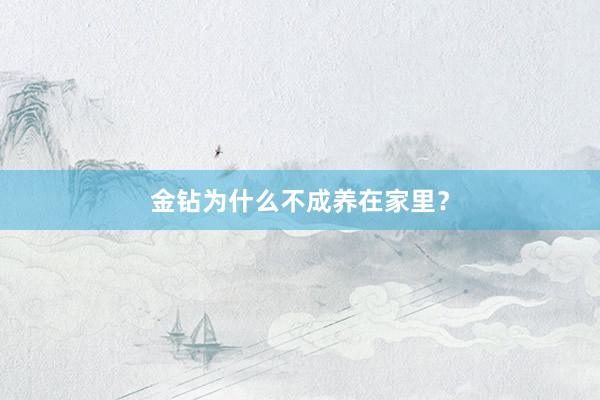 金钻为什么不成养在家里？